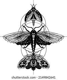 Butterfly. Night moth. Butterfly silhouette. Vector illustration.