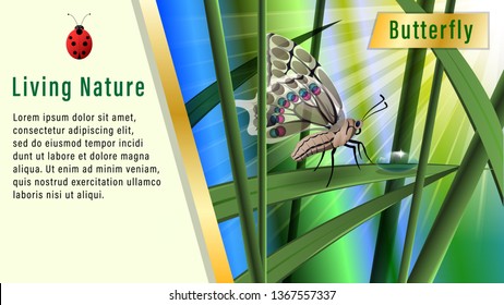 Butterfly on a blade of grass under the sun. Boke, Realistic horizontal banner, poster vector illustration.