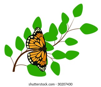 Butterfly on Branch