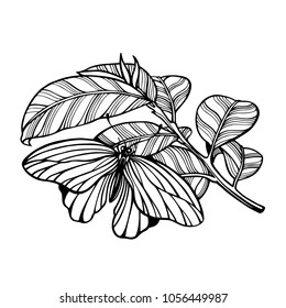 Butterfly on a branch.  Illustration. The isolated image on a white background. Vintage style.
