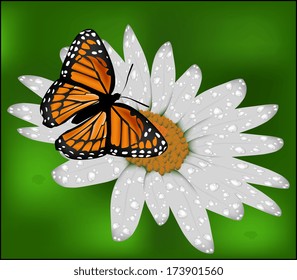 butterfly on a camomile