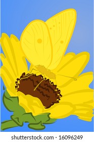 butterfly on flower