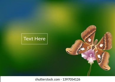 Butterfly on flower and take nectar,There are space of text