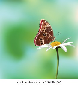 butterfly on a flower vector illustration