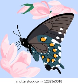 
butterfly on flowers