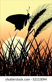 butterfly on grass