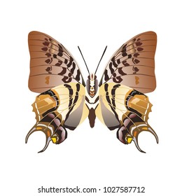 butterfly on a homogeneous background. Vector illustration