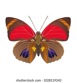 butterfly on a homogeneous background. Vector illustration