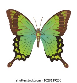 butterfly on a homogeneous background. Vector illustration