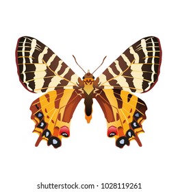 butterfly on a homogeneous background. Vector illustration