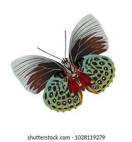 butterfly on a homogeneous background. Vector illustration