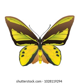 butterfly on a homogeneous background. Vector illustration