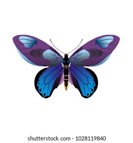 butterfly on a homogeneous background. Vector illustration