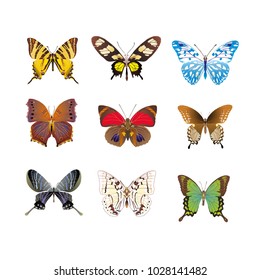 butterfly on a homogeneous background. Vector illustration