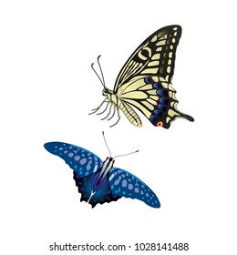 butterfly on a homogeneous background. Vector illustration