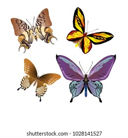 butterfly on a homogeneous background. Vector illustration
