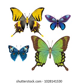 butterfly on a homogeneous background. Vector illustration