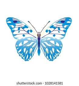 butterfly on a homogeneous background. Vector illustration