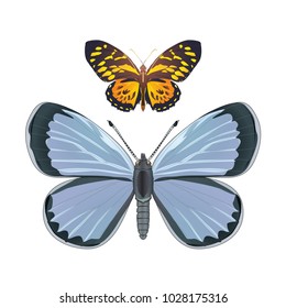 butterfly on a homogeneous background. Vector illustration