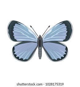 butterfly on a homogeneous background. Vector illustration