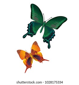 butterfly on a homogeneous background. Vector illustration