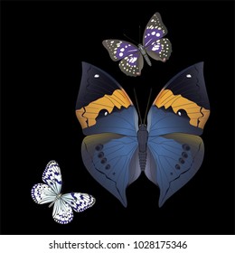 butterfly on a homogeneous background. Vector illustration