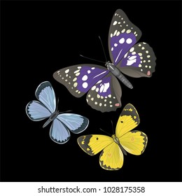 butterfly on a homogeneous background. Vector illustration