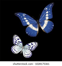 butterfly on a homogeneous background. Vector illustration