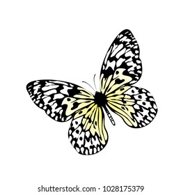 butterfly on a homogeneous background. Vector illustration