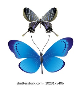 butterfly on a homogeneous background. Vector illustration