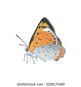 butterfly on a homogeneous background. Vector illustration