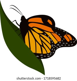 Butterfly on leaf, illustration, vector on white background