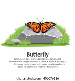 Butterfly on stone