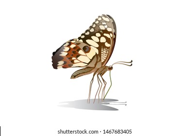 Butterfly on the top side and eating nectar from flowers Vector on a white background