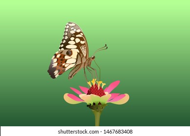 Butterfly on the top side and eating nectar from flowers Vector on a white background