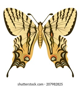 butterfly on white background
