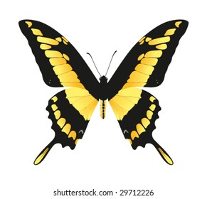 butterfly on a white background