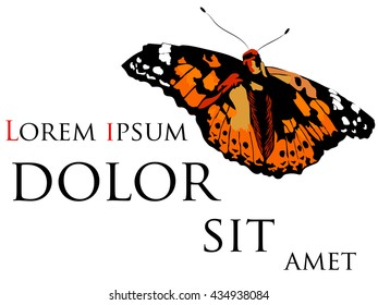 Butterfly on a white background
