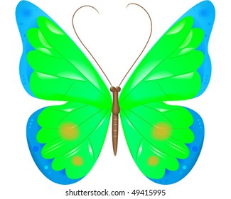 Butterfly on white background