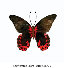 Butterfly on white background. Moth vector picture. Colorful butterfly hand drawn. Watercolor style. Decoration for greeting card, logo and design.