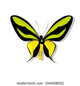 butterfly on white background with shadow, gradient, 3d