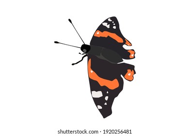 Butterfly on a white background Vanessa atalanta, vector illustration