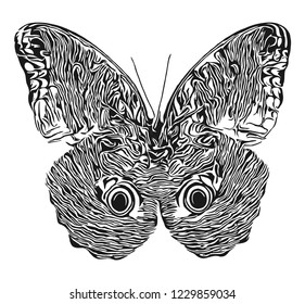 Butterfly with open wings.  Decorative element.