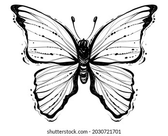 Butterfly with open wings, monochrome vector illustration