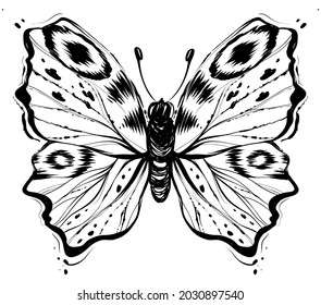 Butterfly with open wings, monochrome vector illustration