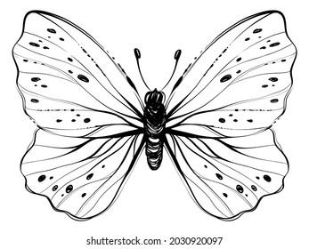 Butterfly with open wings, monochrome vector illustration