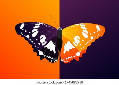 mariposa con alas abiertas vista superior de simetría, esbozar el gráfico de dibujo de color vectorial mariposa con bellas alas  