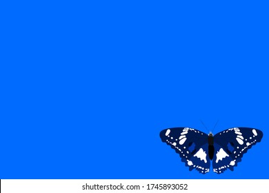 butterfly with open wings top view of symmetry, sketch the graph of vector color drawing butterfly with beautiful wings

