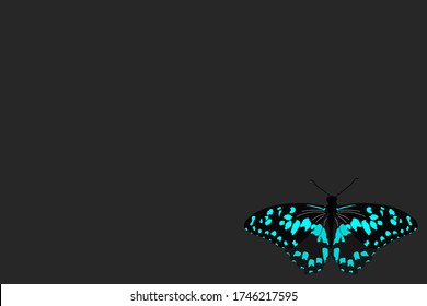 butterfly with open wings top view of symmetry, sketch the graph of vector color drawing butterfly with beautiful wings