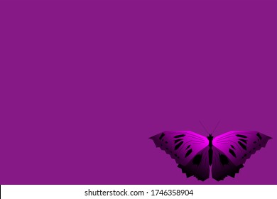 butterfly with open wings top view of symmetry, sketch the graph of vector color drawing butterfly with beautiful wings
